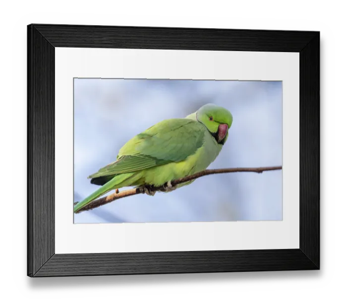 Framed Print : Rose-ringed parakeet (Psittacula krameri) on a branch