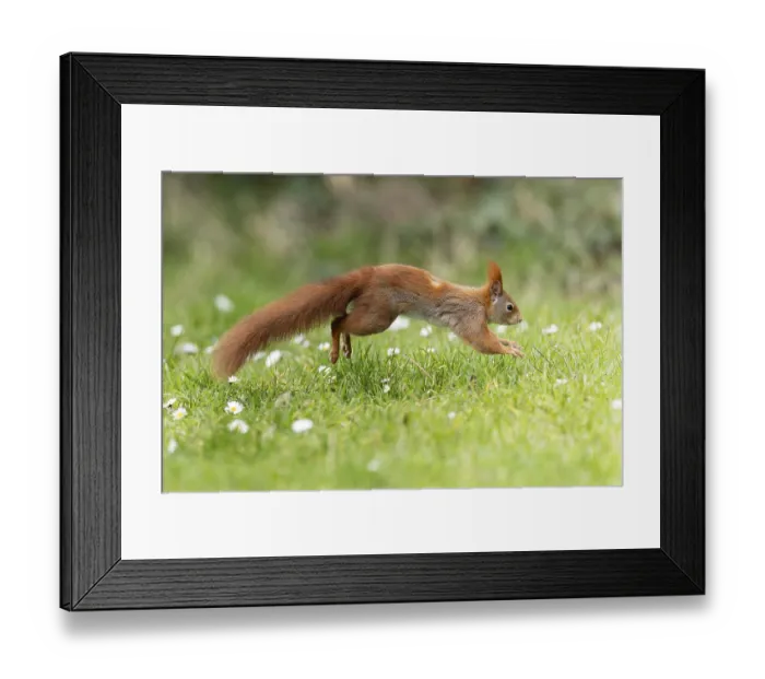 Framed Print : Eurasian red squirrel (Sciurus vulgaris) jumping in a meadow