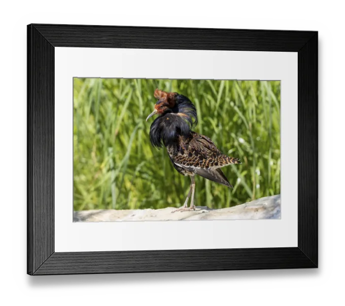 Framed Print : A bird with brown and black feathers stands on a stone in the meadow Framed Print : A bird with brown and black feathers stands on a stone in the meadow