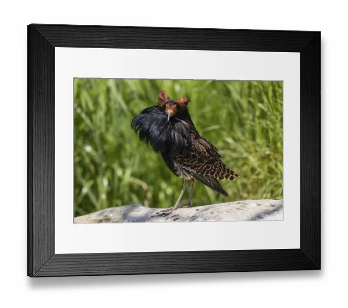 Framed Print : A colourful bird with magnificent plumage stands on a stone in a green meadow