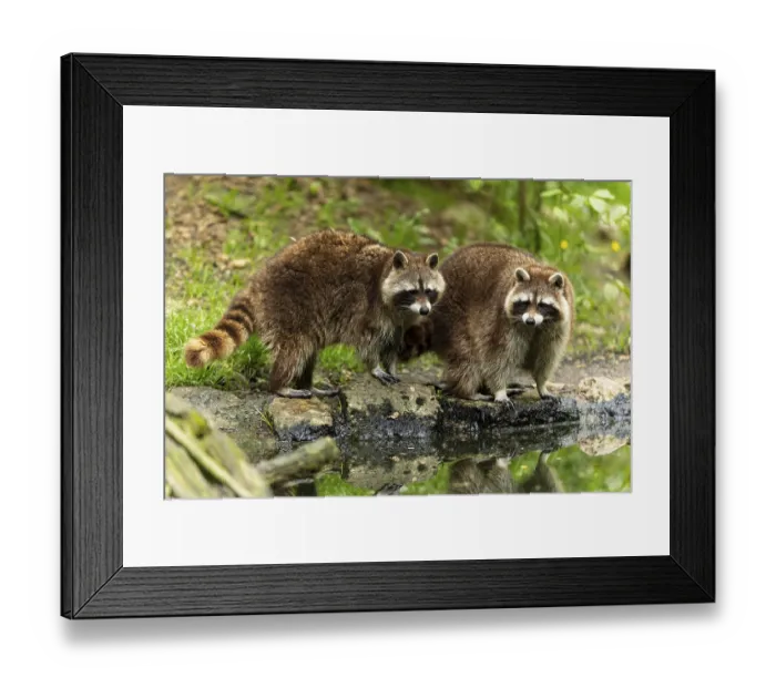Framed Print : Two raccoons (Procyon lotor)