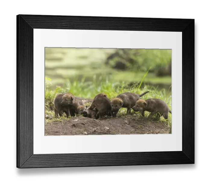 Framed Print : Six wolf pups curiously exploring their surroundings in the grass Framed Print : Six wolf pups curiously exploring their surroundings in the grass