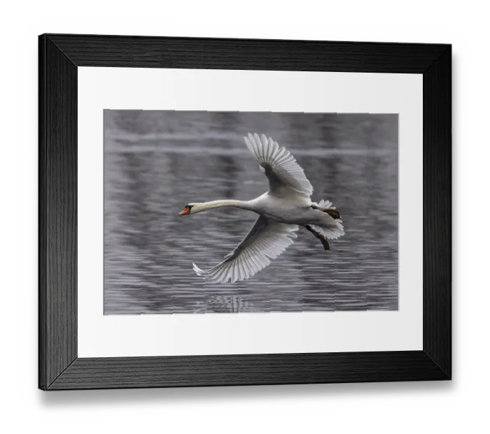 Framed Print : Swan with wide spread wings flying elegantly over the water Framed Print : Swan with wide spread wings flying elegantly over the water