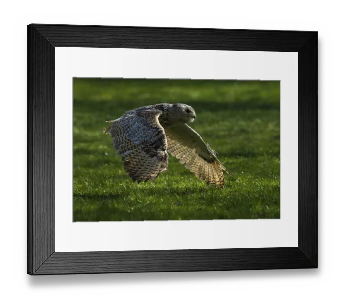 Framed Print : A flying owl glides close to the ground over a green meadow in the shade Framed Print : A flying owl glides close to the ground over a green meadow in the shade