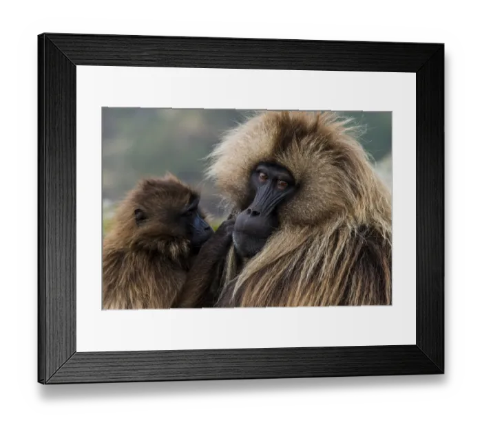 Framed Print : Gelada baboon (Theropithecus gelada) Framed Print : Gelada baboon (Theropithecus gelada)