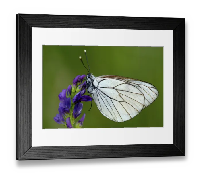 Framed Print : Black-veined white (Aporia crataegi) on a flower