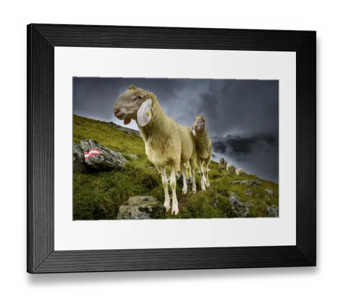 Framed Print : Domestic sheep (Ovis gmelini aries) on mountain meadow with mountain landscape and cloudy sky Framed Print : Domestic sheep (Ovis gmelini aries) on mountain meadow with mountain landscape and cloudy sky
