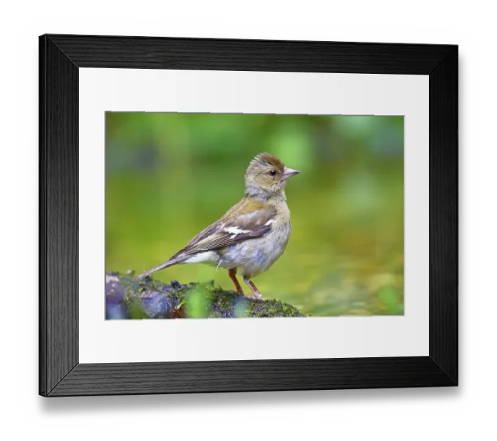 Framed Print : Common chaffinch (Fringilla coelebs) Female Framed Print : Common chaffinch (Fringilla coelebs) Female