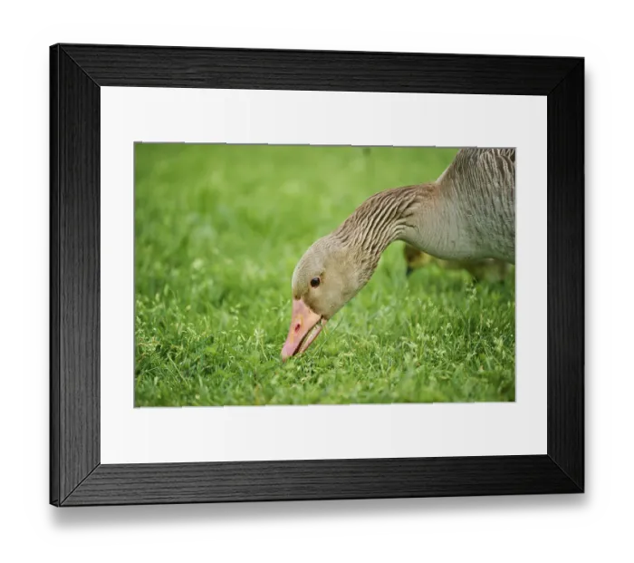 Framed Print : Greylag goose (Anser anser) on a meadow