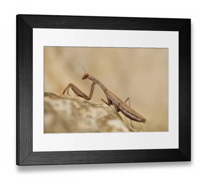 Framed Print : European mantis (Mantis religiosa) on stone
