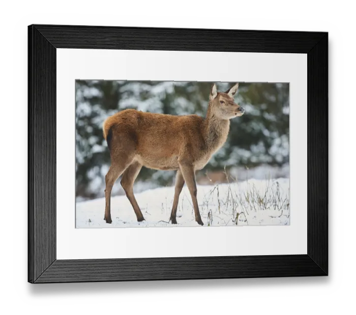 Framed Print : Red deer (Cervus elaphus), female on a snowy meadow