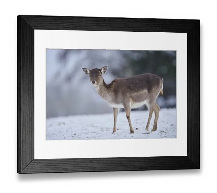 Framed Print : Fallow deer (Dama dama) on a meadow Framed Print : Fallow deer (Dama dama) on a meadow