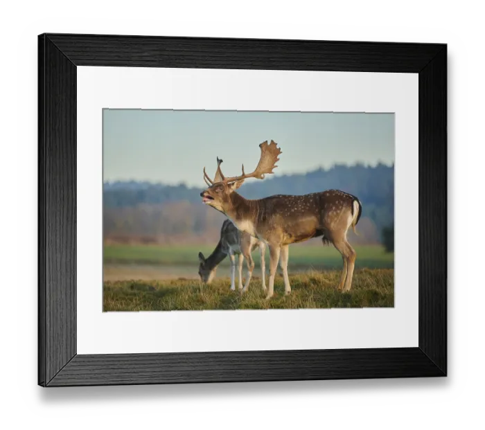 Framed Print : European fallow deer (dama dama) on a meadow in autumn Framed Print : European fallow deer (dama dama) on a meadow in autumn
