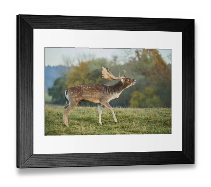 Framed Print : European fallow deer (dama dama) on a meadow in autumn