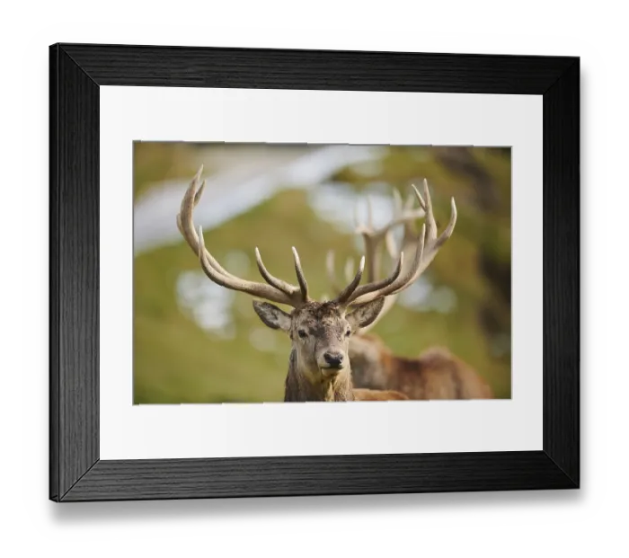Framed Print : Red deer (Cervus elaphus) stag in the alps Framed Print : Red deer (Cervus elaphus) stag in the alps