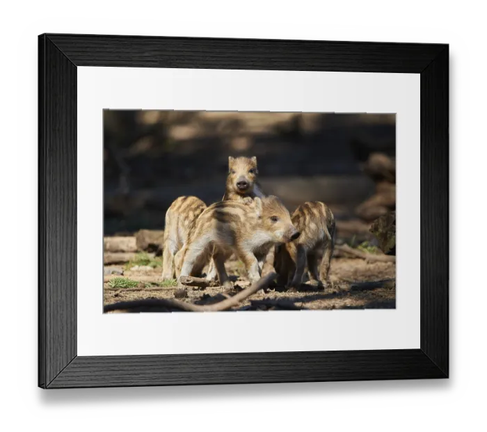 Framed Print : Wild boar (Sus scrofa) squeaker in a forest