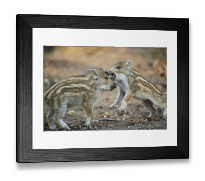Framed Print : Wild boar (Sus scrofa) squeaker in a forest