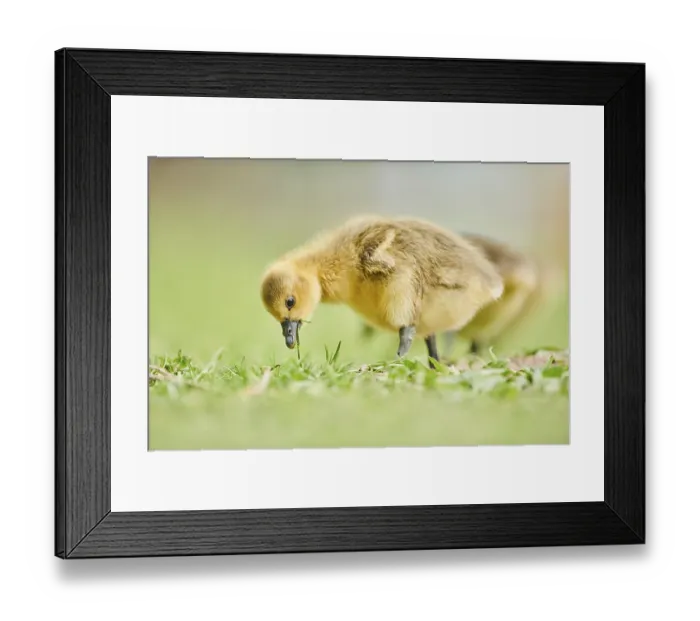 Framed Print : Greylag goose (Anser anser) chick on a meadow Framed Print : Greylag goose (Anser anser) chick on a meadow