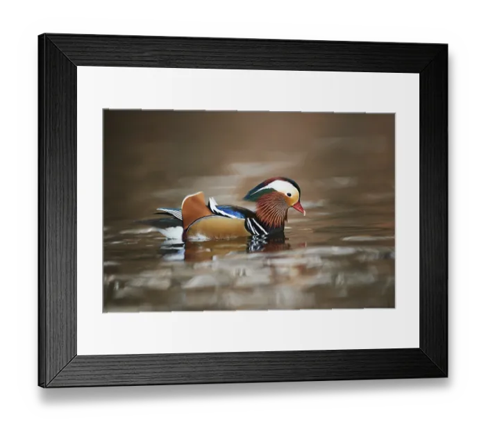 Framed Print : Mandarin duck (Aix galericulata) male swimming in a lake