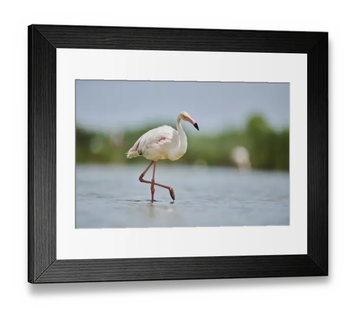 Framed Print : Greater Flamingo (Phoenicopterus roseus) Framed Print : Greater Flamingo (Phoenicopterus roseus)