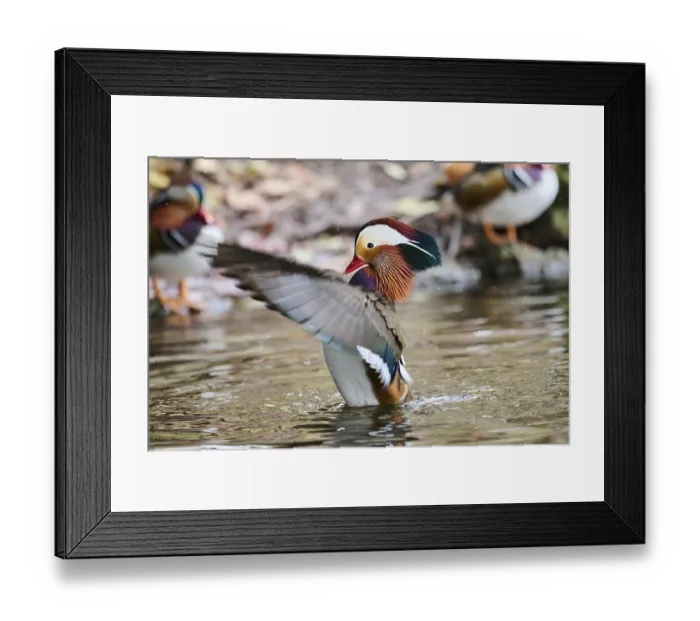 Framed Print : Mandarin duck (Aix galericulata) male flapping wings on a lake Framed Print : Mandarin duck (Aix galericulata) male flapping wings on a lake