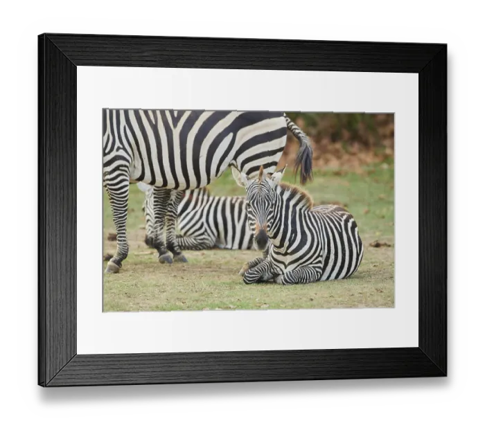 Framed Print : Plains zebra (Equus quagga) lying in the dessert