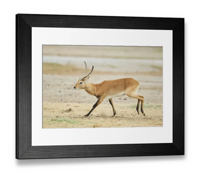 Framed Print : Southern lechwe (Kobus leche) in the dessert