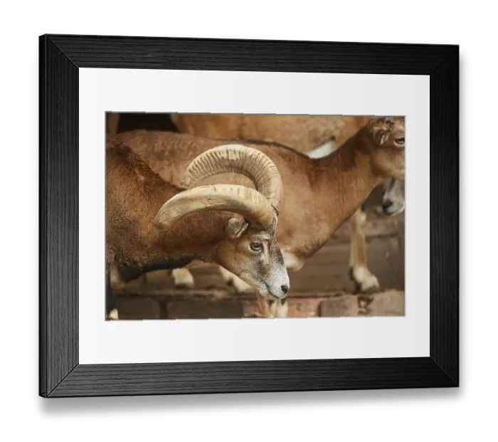Framed Print : Male Mouflon (Ovis gmelini), portrait