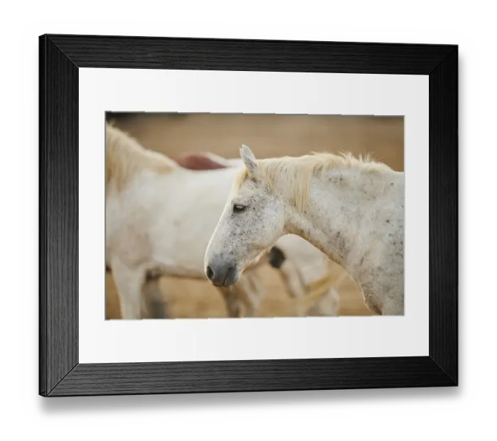 Framed Print : Camargue horse, portrait, Camargue, France, Europe