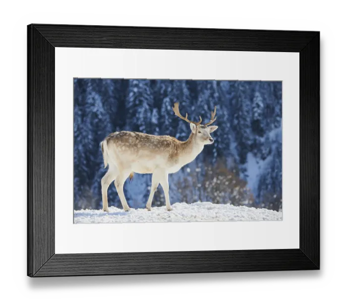 Framed Print : European fallow deer (Dama dama) buck on a snowy meadow in the mountains in tirol Framed Print : European fallow deer (Dama dama) buck on a snowy meadow in the mountains in tirol