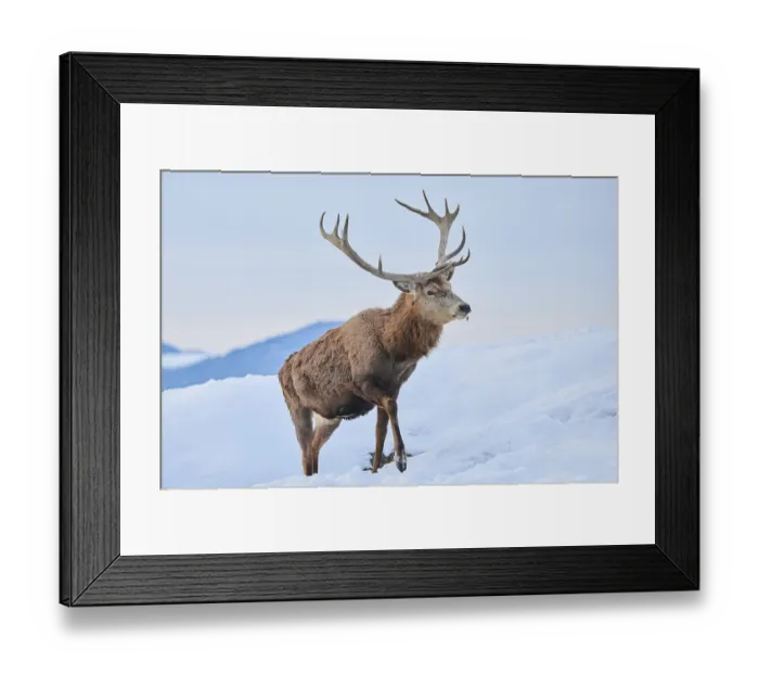 Framed Print : Red deer (Cervus elaphus) stag on a snowy meadow in the mountains in tirol