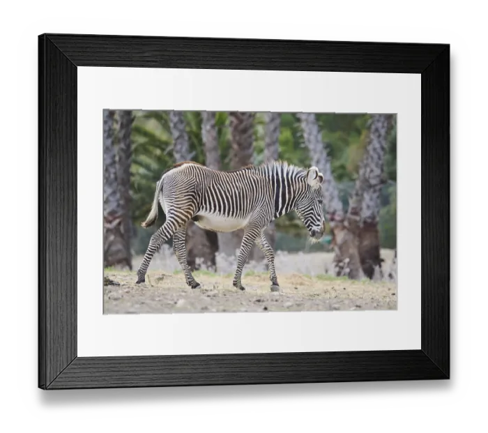 Framed Print : Plains zebra (Equus quagga) walking in the dessert
