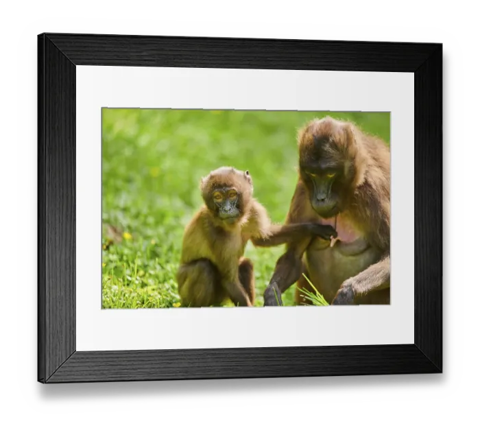Framed Print : Gelada (Theropithecus gelada) mother with youngster sitting Framed Print : Gelada (Theropithecus gelada) mother with youngster sitting