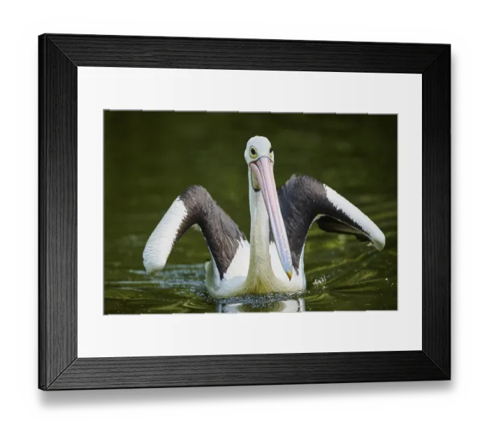 Framed Print : Australian pelican (Pelecanus conspicillatus)