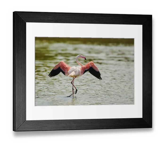 Framed Print : Greater Flamingo (Phoenicopterus roseus) standing in the water shaking its wings