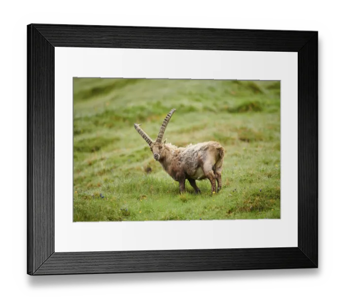 Framed Print : Alpine ibex (Capra ibex) male on a meadow in early summer Framed Print : Alpine ibex (Capra ibex) male on a meadow in early summer