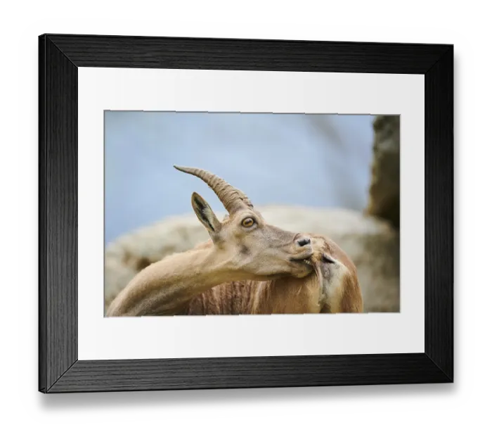 Framed Print : Alpine ibex (Capra ibex) female