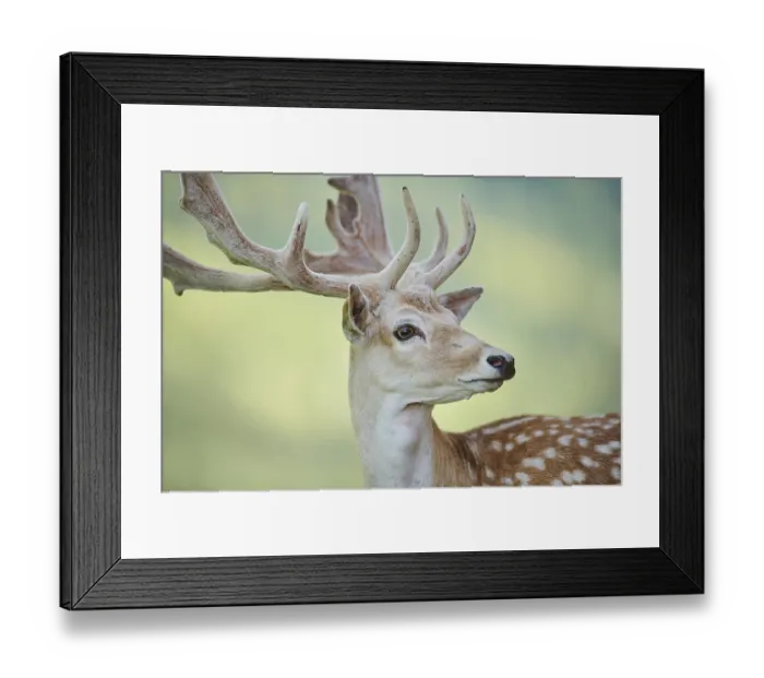 Framed Print : European fallow deer (Dama dama) buck