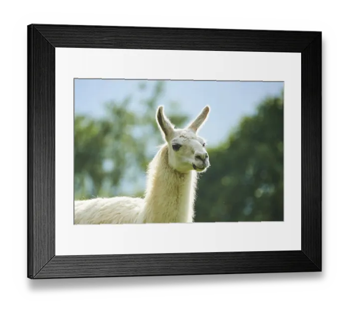 Framed Print : Llama (Lama glama), portrait, Tirol