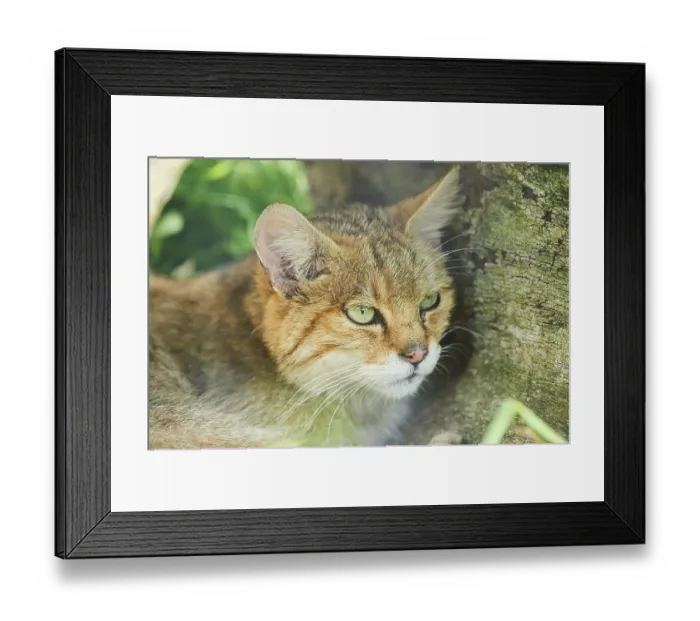 Framed Print : European wildcat (Felis silvestris) on a meadow Framed Print : European wildcat (Felis silvestris) on a meadow