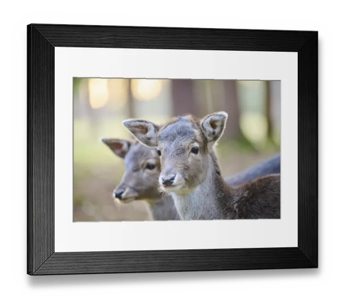 Framed Print : Fallow deer (Dama dama) fawn, portrait Framed Print : Fallow deer (Dama dama) fawn, portrait