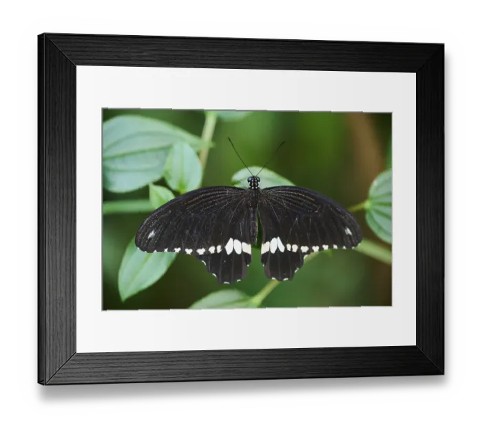Framed Print : Common Mormon (Papilio polytes) sitting on a leaf Framed Print : Common Mormon (Papilio polytes) sitting on a leaf