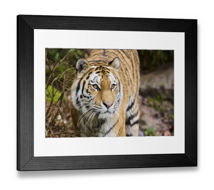 Framed Print : Siberian tiger (Panthera tigris altaica) portrait
