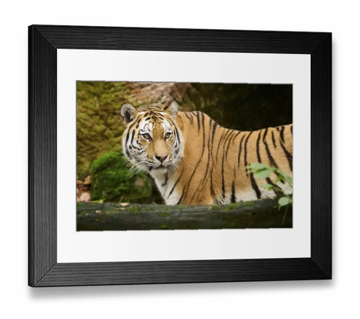 Framed Print : Siberian tiger (Panthera tigris altaica) portrait