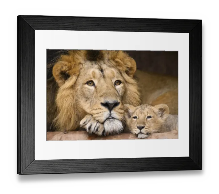Framed Print : Asiatic lion (Panthera leo persica) male cuddeling with a cute cub Framed Print : Asiatic lion (Panthera leo persica) male cuddeling with a cute cub