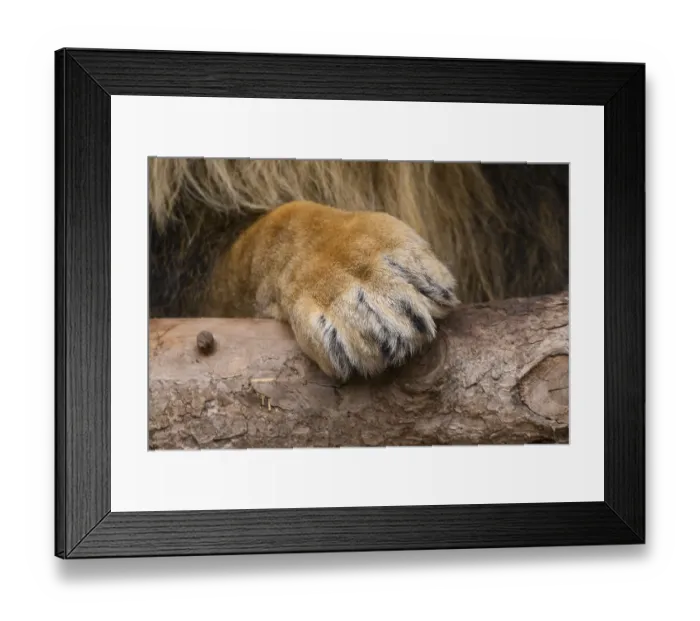 Framed Print : Close-up otf the paw of an Asiatic lion (Panthera leo persica) male Framed Print : Close-up otf the paw of an Asiatic lion (Panthera leo persica) male