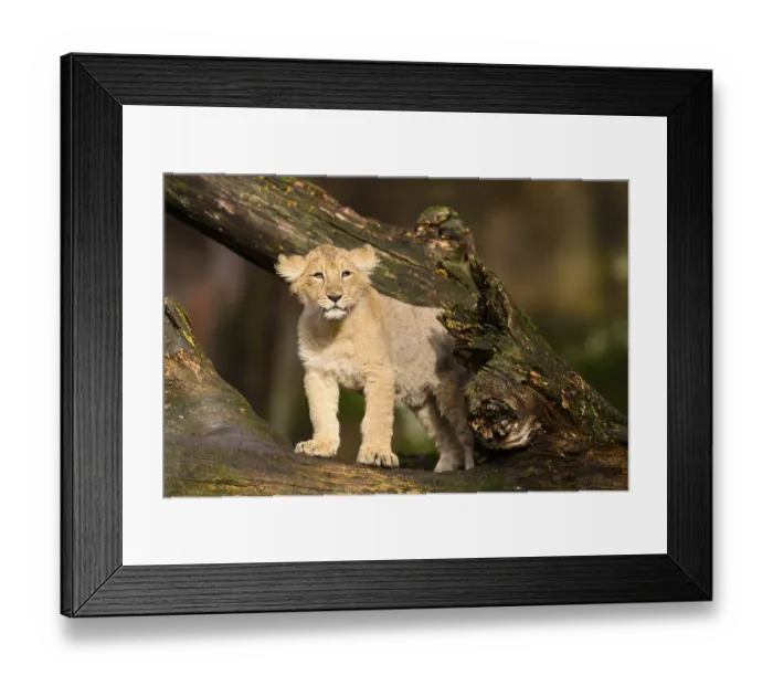 Framed Print : Asiatic lion (Panthera leo persica) cub climbing on a tree trunk