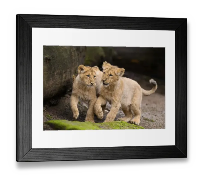 Framed Print : Two Asiatic lion (Panthera leo persica) cubs playing Framed Print : Two Asiatic lion (Panthera leo persica) cubs playing