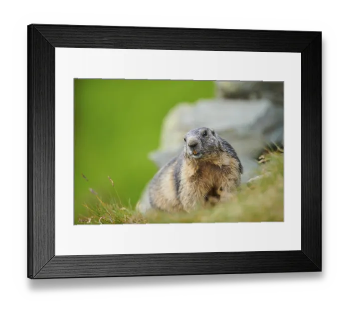 Framed Print : Alpine marmot (Marmota marmota) on a meadow in summer Framed Print : Alpine marmot (Marmota marmota) on a meadow in summer