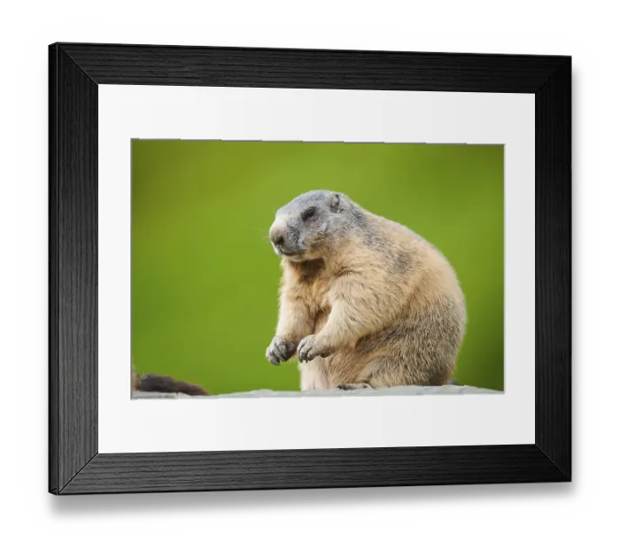 Framed Print : Alpine marmot (Marmota marmota) on a rock in summer